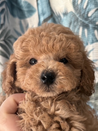 トイ・プードル 犬の販売・譲渡 43578 生後2ヶ月アプリコットの男の子(里親)