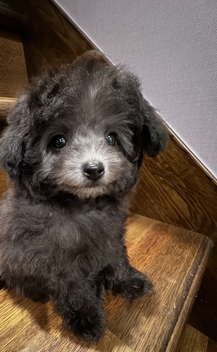 トイ・プードル 犬の販売・譲渡 43588 両親外産 シルバープードル 男の子