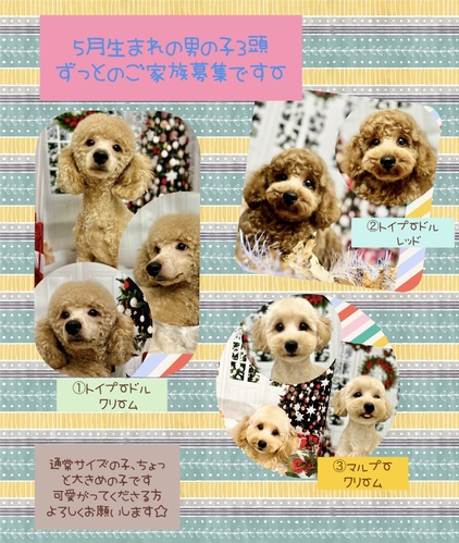 トイ・プードル 犬の販売・譲渡 43593 諸経費のみ、1才男の子、3頭います