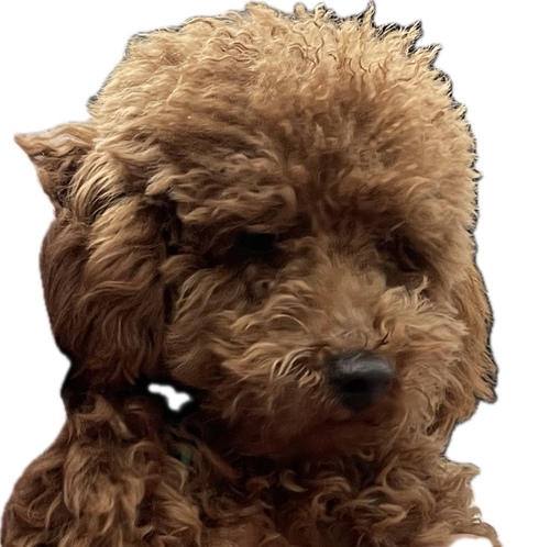 トイ・プードル 犬の販売・譲渡 43594 可愛いレッドの濃い目の男の子