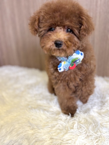 トイ・プードル 犬の販売・譲渡 43598 レッドの男の子