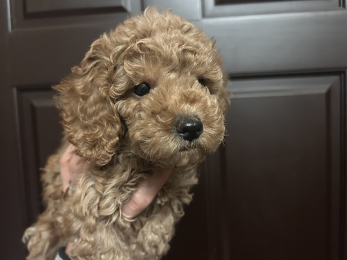 トイ・プードル 犬の販売・譲渡 43599 元気な男の子