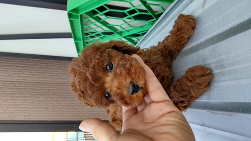 トイ・プードル 犬の販売・譲渡 43600 しっかりタイプ男の子両親遺伝子クリア込み込み価格