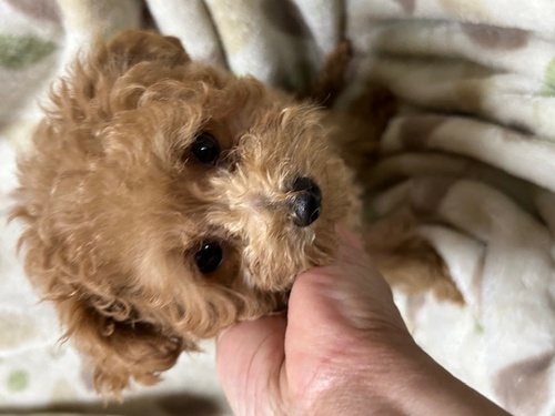 トイ・プードル 犬の販売・譲渡 43607 可愛い女の子