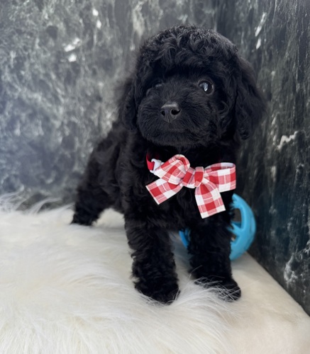 トイ・プードル 犬の販売・譲渡 43609 毛量抜群美人さん。全て込み。