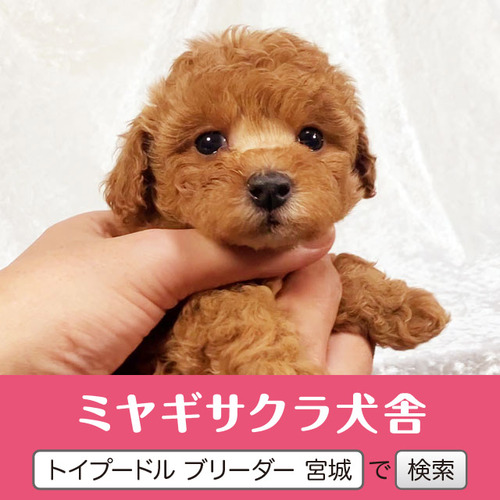 トイ・プードル 犬の販売・譲渡 43610 パパはロシアGチャンピオン☆ 良血統のお姫様1☆