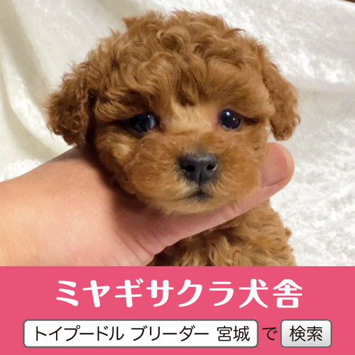 トイ・プードル 犬の販売・譲渡 43615 パパはロシアGチャンピオン☆ 良血統のお姫様2☆