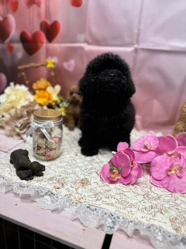 トイ・プードル 犬の販売・譲渡 43633 ブラックの女の子