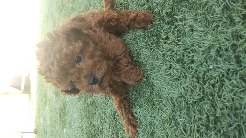 トイ・プードル 犬の販売・譲渡 43634 込み込み価格、おてんばの女の子
