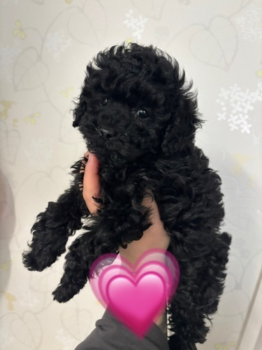 トイ・プードル 犬の販売・譲渡 43635 トイプードル ブラック 女の子