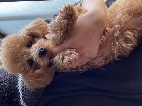 トイ・プードル 犬の販売・譲渡 43638 里親様募集します