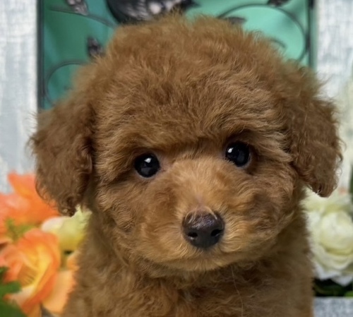 トイ・プードル 犬の販売・譲渡 43644 可愛いトイプーくん◎