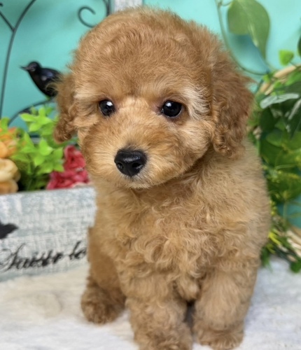 トイ・プードル 犬の販売・譲渡 43645 アプリトイプーくん◎