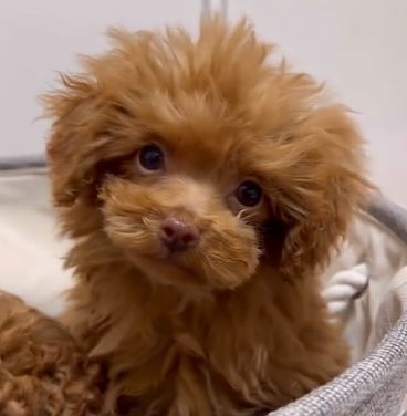 トイ・プードル 犬の販売・譲渡 43648 安心!ブリーター直販♪ティーカッププードル
