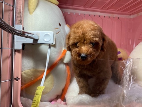 トイ・プードル 犬の販売・譲渡 43654 1月13日生まれの姉妹