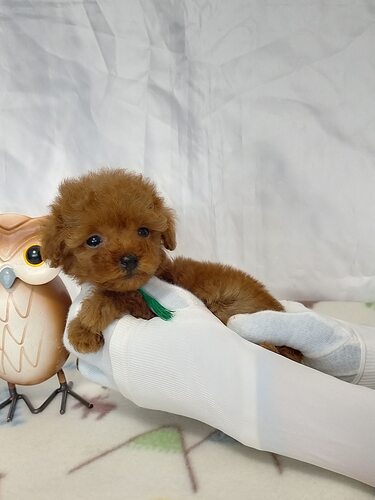 トイ・プードル 犬の販売・譲渡 43655 元気な4兄妹の緑リボンの男の子💚!