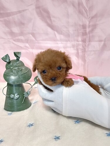 元気な4兄妹のピンクリボンの女の子🩷! 犬の販売 43658