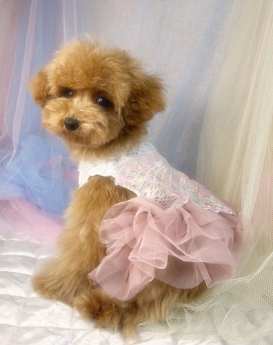 トイ・プードル 犬の販売・譲渡 43659 マイクロorティーカップの女の子