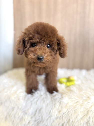 トイ・プードル 犬の販売・譲渡 43660 レッドカラー 男の子