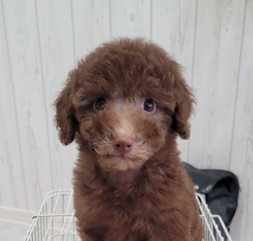 トイ・プードル 犬の販売・譲渡 43665 大変珍しいミディアムプードルカフェオレ男の子、早い