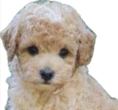 トイ・プードル 犬の販売・譲渡 43666 ミディアムプードル