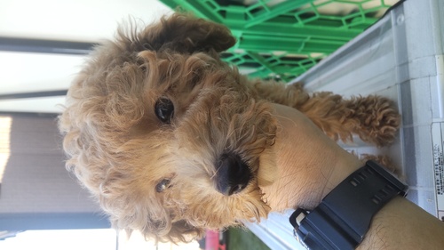 トイ・プードル 犬の販売・譲渡 43667 やんちゃなレッドの男の子 込み込み価格