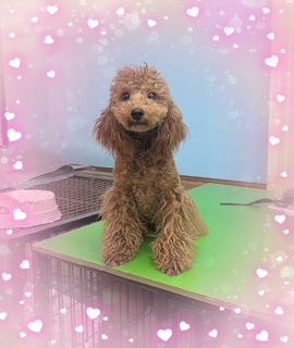 トイ・プードル 犬の販売・譲渡 43668 超格安若女の子明るく健康な人大好き元気っ子