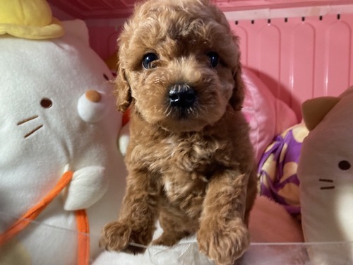トイ・プードル 犬の販売・譲渡 43673 1月19日生まれの兄妹
