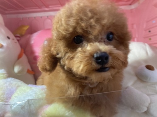 トイ・プードル 犬の販売・譲渡 43674 1月18日生まれの女の子