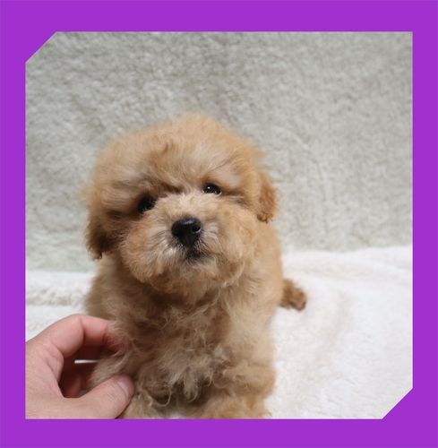 トイ・プードル 犬の販売・譲渡 43676 ●アプリコット男の子・総額価格です。●