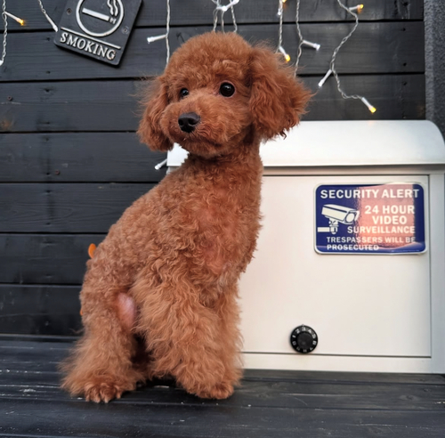 トイ・プードル 犬の販売・譲渡 43677 レッドの男の子