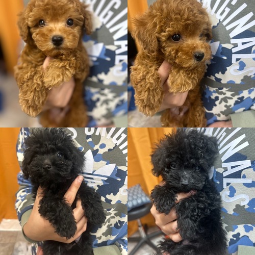 トイ・プードル 犬の販売・譲渡 43680 GW価格!