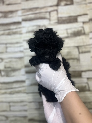 トイ・プードル 犬の販売・譲渡 43687 ブラック 男の子