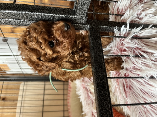 千葉県☆デカプー 犬の販売 43694