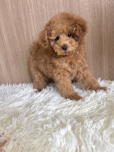 トイ・プードル 犬の販売・譲渡 43697 レッド 男の子