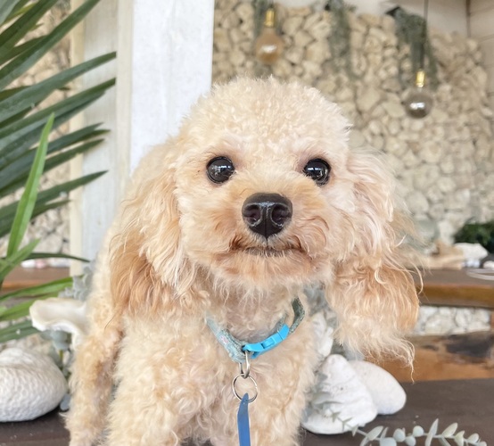 少し臆病だけど元気いっぱいな2歳の男の子☆N2 犬の販売 43702