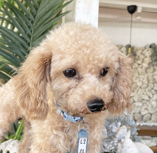 お目目くりくりマイペースな2歳の男の子☆L2 犬の販売 43703