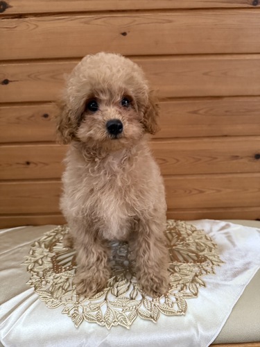 トイ・プードル 犬の販売・譲渡 43704 トイプードルの男の子
