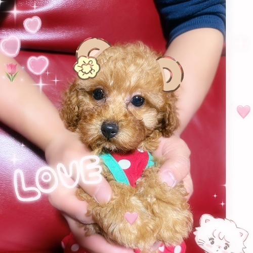 トイ・プードル 犬の販売・譲渡 43715 レッドの女の子たち☆
