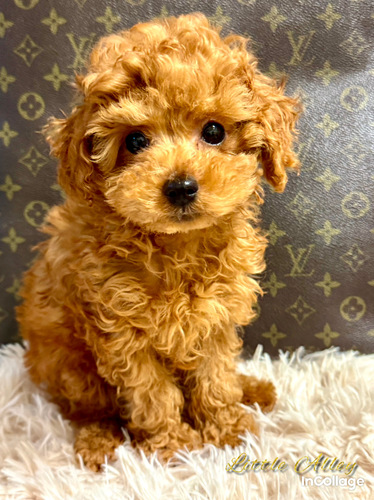 トイ・プードル 犬の販売・譲渡 43718 キリッと おめめパッチリの男の子!
