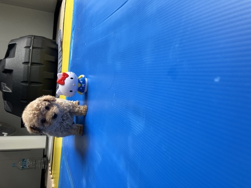 トイ・プードル 犬の販売・譲渡 43724 トイプードル