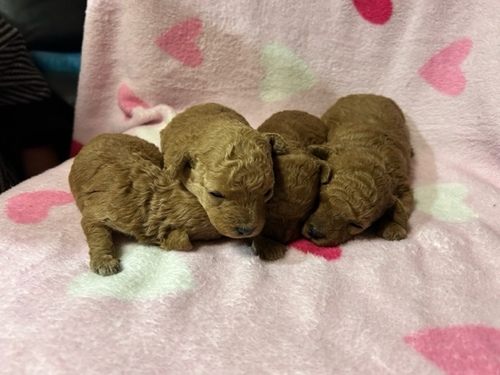 トイ・プードル 犬の販売・譲渡 43727 とても元気でかわいい仔犬たちです
