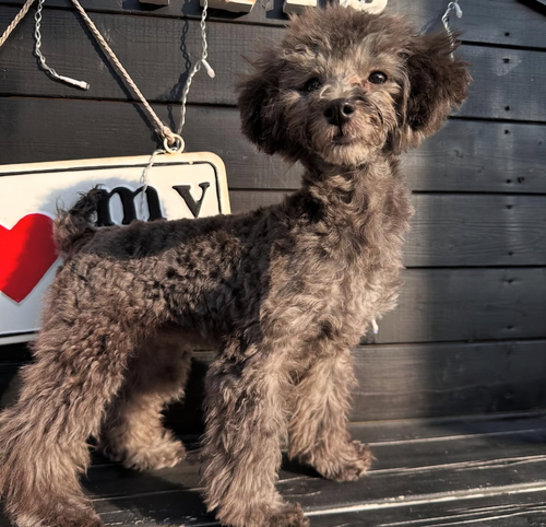 トイ・プードル 犬の販売・譲渡 43735 シルバープードル