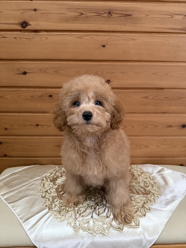 トイ・プードル 犬の販売・譲渡 43739 トイプードルの女の子