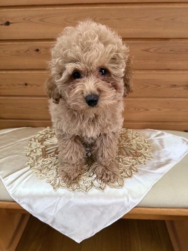 トイ・プードル 犬の販売・譲渡 43740 トイプードルの女の子
