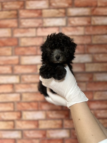 トイ・プードル 犬の販売・譲渡 43745 シルバー女の子