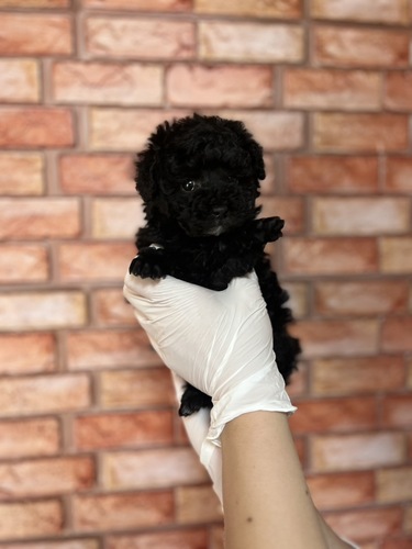 トイ・プードル 犬の販売・譲渡 43747 0594