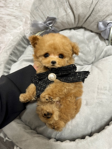 トイ・プードル 犬の販売・譲渡 43751 テディベア極小プードル♂