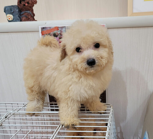 トイ・プードル 犬の販売・譲渡 43754 超春トク祭りです。アプリコット