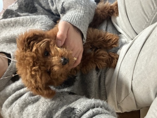トイ・プードル 犬の販売・譲渡 43756 ティーカップ